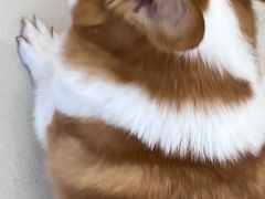 -怪兽屋·羊驼·猫咖·狗咖(俊华广场店)