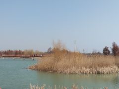 -西京湾花海