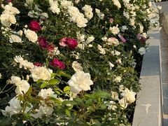 -人民公园(罗湖区)