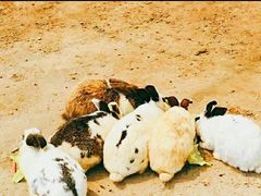 -前小桔亲子创意农场·草莓采摘·露营烧烤