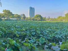 -无锡蠡湖国家湿地公园-蠡园