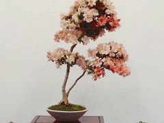 -华荣哲绿豆饼(泰安店)