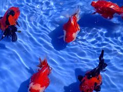 -中环花鸟鱼虫市场