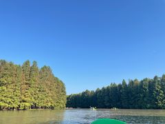 -上海海湾国家森林公园