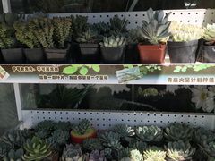 -沪花拾者(好再来花卉鲜花店)