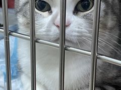 -萌兽医馆·宠物医院·猫骨科(创景店)