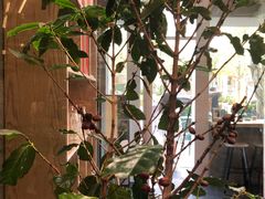 -Infica Coffee
