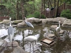 -燕塞湖鸟语林景区