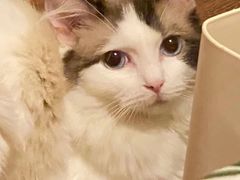 -安安宠物医院(情缘分院)