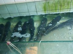 android_upload_pic-河洛鱼庄(古城路店)