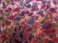 -中环花鸟鱼虫市场