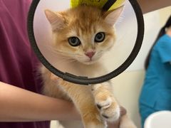 -爱诺耐芙动物医院(万博店)