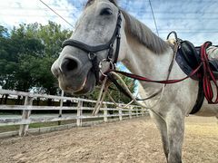 -北京群众马术培训基地