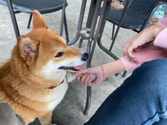 -柴犬高等学院·狗咖·柴犬售卖·宠物训练