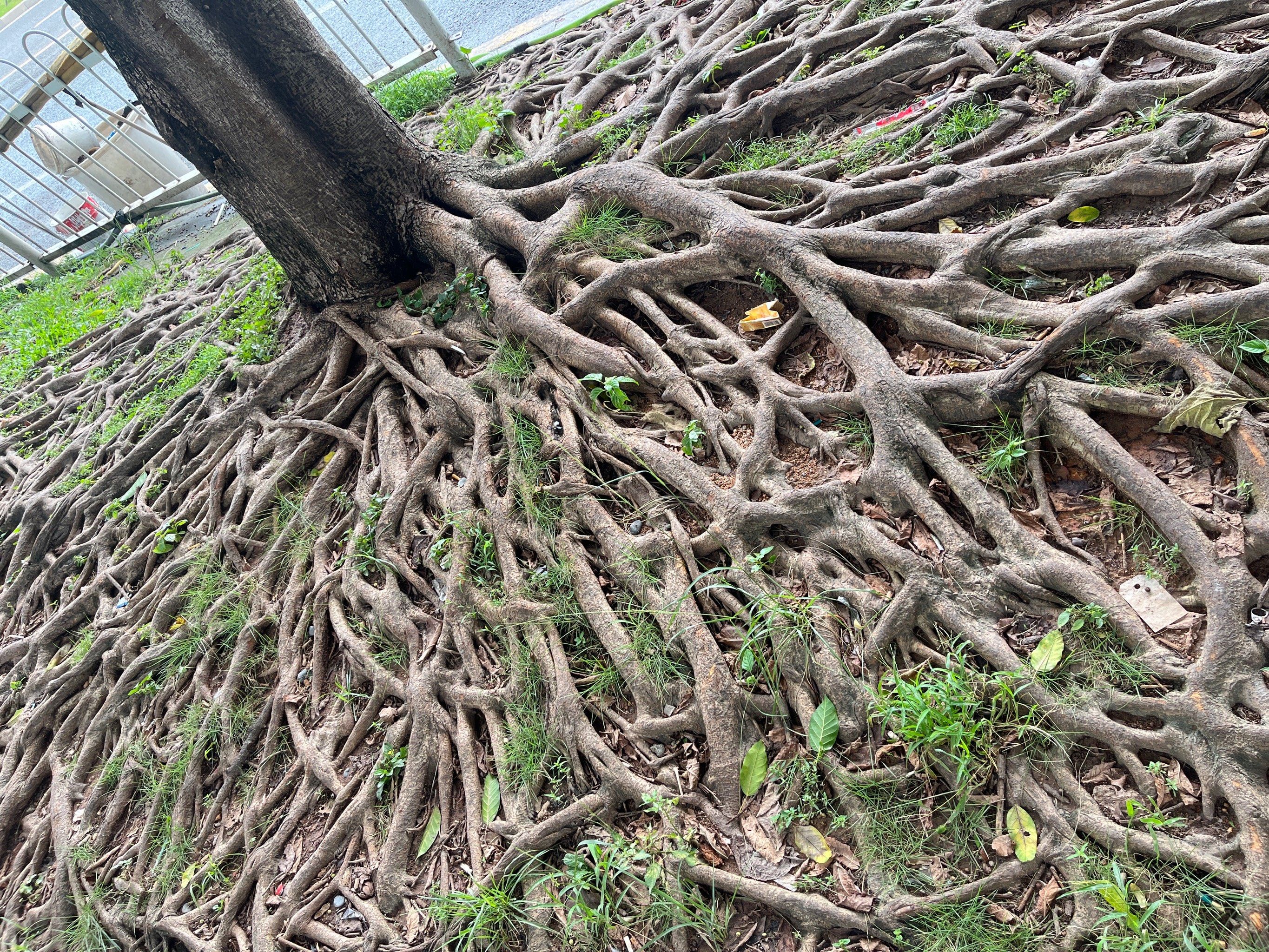 262新洲总站见到这种树根!大自然的鬼斧神功