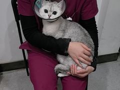 -艾贝尔宠物医院·24H转诊中心·肿瘤猫专科(江宁双龙店)