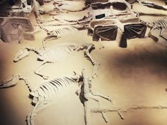 -洛阳周王城天子驾六博物馆