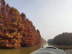 -上海海湾国家森林公园