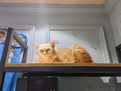 -安格丽娜·狗咖·猫咖羊驼咖(春熙路百盛商场店)