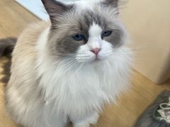 -有喵·猫咖·狗咖·40+猫狗有小奶狗(岗厦店)