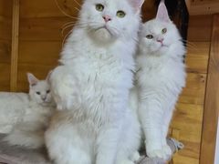 -十年猫舍·猫咪专门店(普陀店)