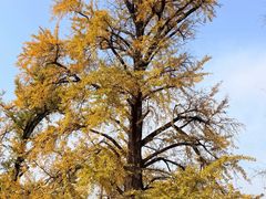 -千年银杏谷文化旅游区