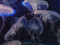 -欢乐海岸海洋奇梦馆