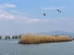 -洱海月湿地公园