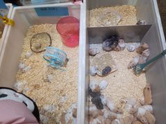 -桂林市花鸟市场