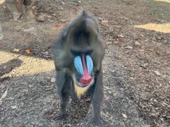 -合肥野生动物园