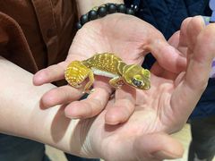 -酷以爬仙阁实体爬宠店·守宫·蜥蜴·专业繁育