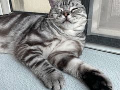 -纳吉亚猫专科动物医院博雅分院