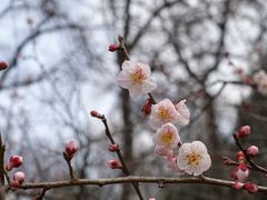 -杭州植物园