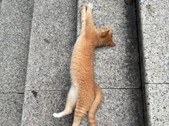-广东惠东海龟国家级自然保护区