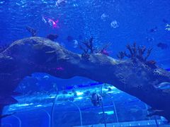 -石家庄极地海洋世界
