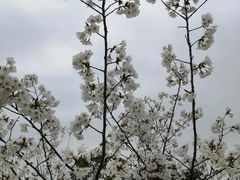 -顾村公园