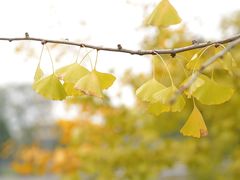 -重庆市江北嘴中央商务区中央公园