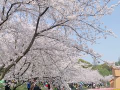 -苏州上方山国家森林公园