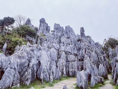 -九龙江国家森林公园