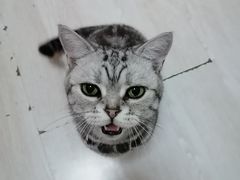 -纳吉亚猫专科动物诊疗中心(蒋宅口分院)