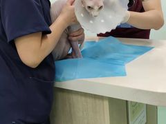 -北京观赏动物医院·24小时大型综合·猫专科·异宠专科