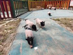 -合肥滨湖国家森林公园