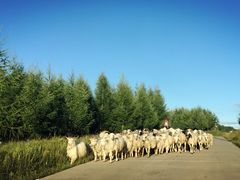 -塞罕坝国家级自然保护区