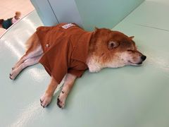 -怪兽屋·羊驼·猫咖·狗咖(俊华广场店)