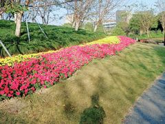 -径山花海