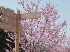 -顾村公园
