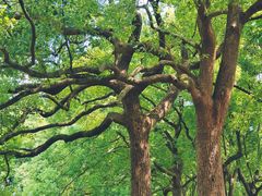 -上海共青森林公园