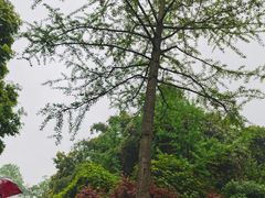 -邓小平故里