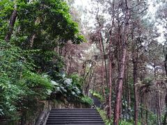 -铁山坪森林公园