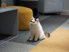 -米宠家·撸猫猫咖小萌宠·猫咪洗澡·猫咪寄养(高新大都荟店)